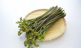 蕨菜怎么读 蕨菜怎么读什么意思