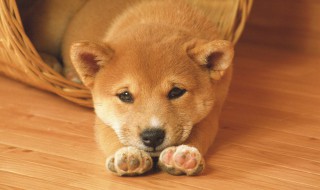 狗的拼音怎么写 猪的拼音怎么写?