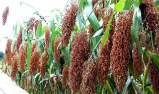 什么的高粱 什么的高粱笑弯了腰填颜色的词语