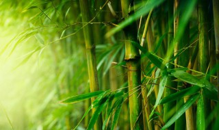 竹子的竹怎么组词 竹子的竹怎么组词语