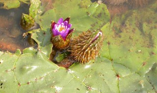 芡实是什么东西（芡实是什么东西作的）