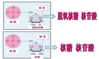 脱氧核糖核苷酸是什么 脱氧核糖核苷酸是什么东西