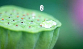 关于白露的古诗简短 关于白露的古诗大全