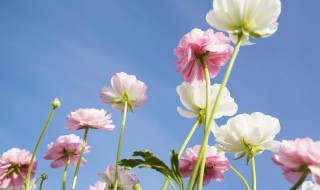 关于花的唯美句子简短（关于花的唯美句子简短英语）