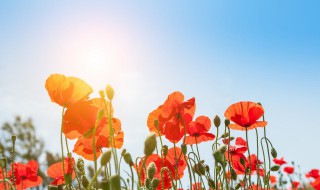 朝阳的美句短句 朝阳 句子