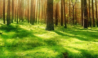 赞美阳光的唯美句子 赞美阳光的优美句子