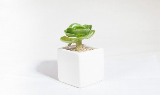 赞美绿色植物心情美句 绿色植物赞美句子