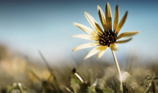 非常唯美的古风句子 非常唯美的古风句子图片