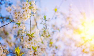 赞美阳光的简短唯美句子（赞美阳光的简短唯美句子英语）