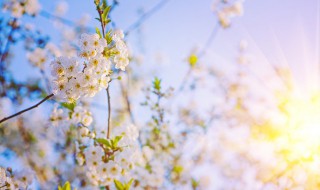 春天阳光明媚的句子唯美句 春天阳光明媚的句子唯美句自创