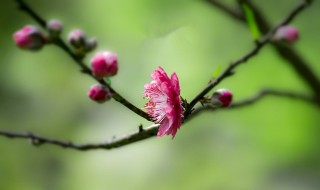 桃花唯美简短的句子（桃花的优美句子短句）