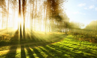 夏天的阳光唯美句子 夏天的阳光唯美句子大全