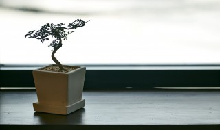 关于植物唯美的句子（关于植物的唯美短句）