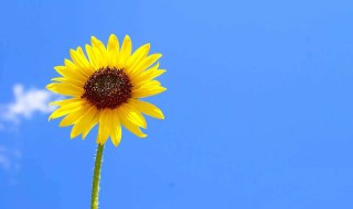 10个好词20个佳句 好词佳句有哪些全部