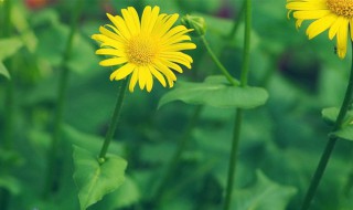 形容植物的唯美句子（形容植物的唯美句子简短）