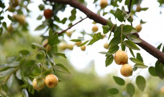 赞美果实累累的古诗（赞美果实累累的古诗句）