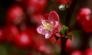 春花秋月何时了的全诗（春花秋月何时了的全诗书法）