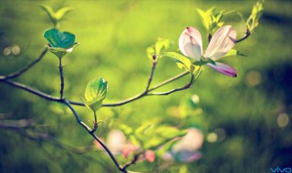 阳光明媚的句子（描写冬天阳光明媚的句子）