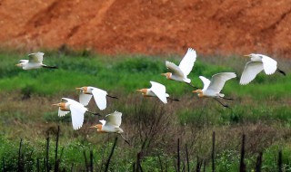 描写动物的诗句（古诗词中描写动物的诗句）