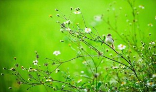 关于春天的诗句古诗 春天的古诗有哪些