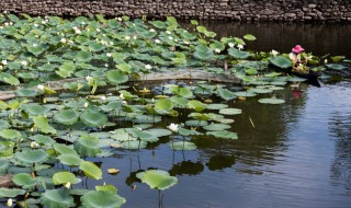 采莲曲王昌龄全文（王昌龄的采莲曲全文）