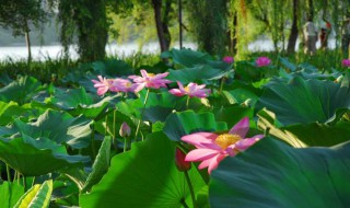 描写夏天的诗句古诗 描写夏天的诗句古诗大全