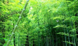 竹子比喻什么样的人（竹子比喻什么样的人小练笔）