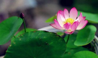 荷花比喻什么样的人（荷花的特点）