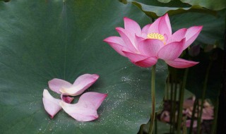 赞美花的古诗（赞美菊花的古诗）