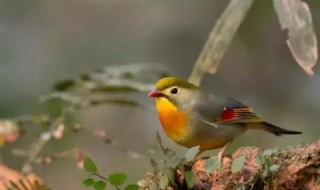 描写鸟的古诗句 描写鸟的古诗句有哪些?二年级