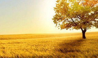 描写秋天的诗句古诗 描写夏天的诗句古诗