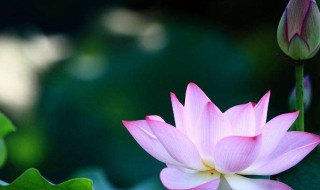 关于荷花的诗句古诗（赞美荷花的句子短一点）