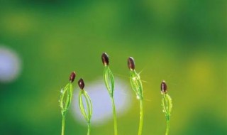 赞美春天的古诗 描写春天美景的古诗