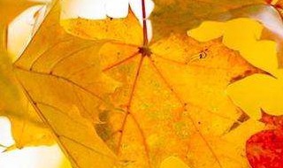 秋天的古诗有哪些 秋天的古诗有哪些三年级