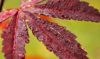 秋意浓浓的优美句子（秋天的词句有哪些）