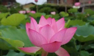 出淤泥而不染濯清涟而不妖什么意思（出淤泥而不染濯清涟而不妖意思相反的是）