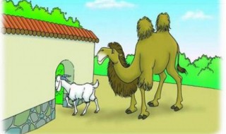 骆驼和羊的故事（骆驼和羊的故事课文）