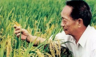 袁隆平的励志故事200字左右小学生（励志故事袁隆平2000字）