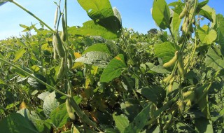 锄豆的意思（锄豆的意思的拼音）