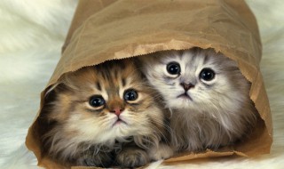 猫的叫声怎么写 猫的叫声怎么写拼音