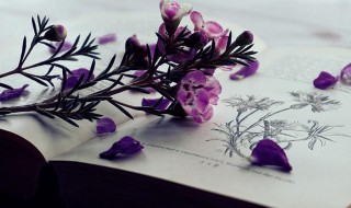 三年级端午节作文包粽子 端午节关于粽子的作文三年级