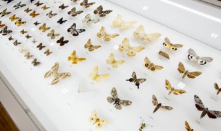 招蜂引蝶什么意思（招蜂引蝶什么意思啊）