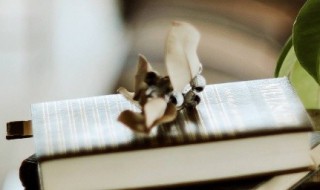 拍手称快的意思 拍手称赞的意思