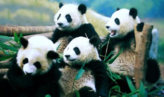 国宝大熊猫介绍 国宝大熊猫介绍资料