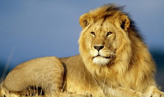 lion是什么意思中文 merlion是什么意思中文