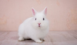 介绍小白兔的外形特点（用说明方法介绍小白兔的外形特点）