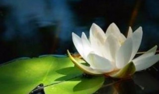 祸患的意思（终须留祸患的意思）