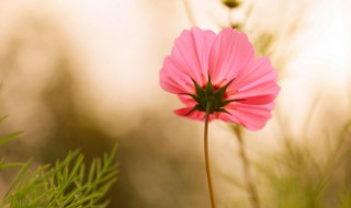 清新的意思 清晰的意思