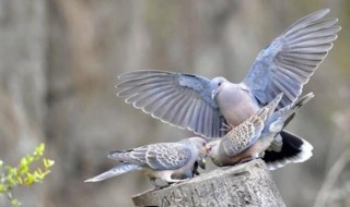良禽择木而栖什么意思（鱼择水草而居,良禽择木而栖什么意思）