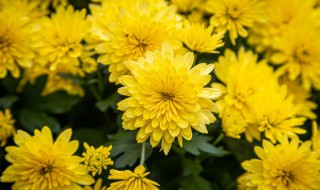 予谓菊的谓什么意思 予谓菊谓是什么意思?